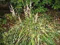 Korean Feather Reed Grass / Calamagrostis brachytricha